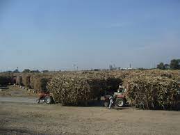 Punjab-Sindh Cane Rate Clash Sparks Sugar Market Uncertainty